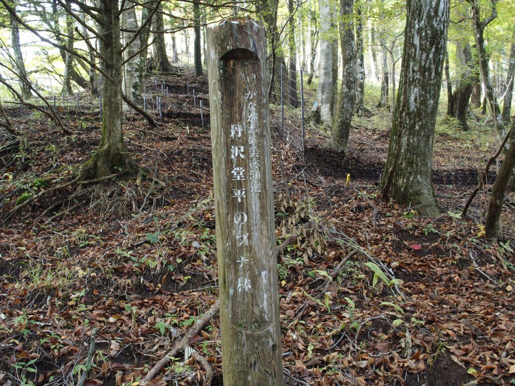 ブナ林が充実しているあたりには標柱