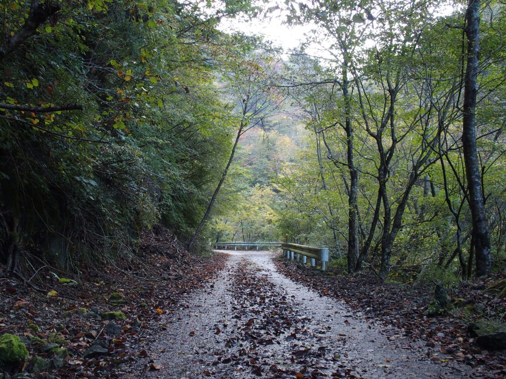 落ち葉と落石の塩水林道