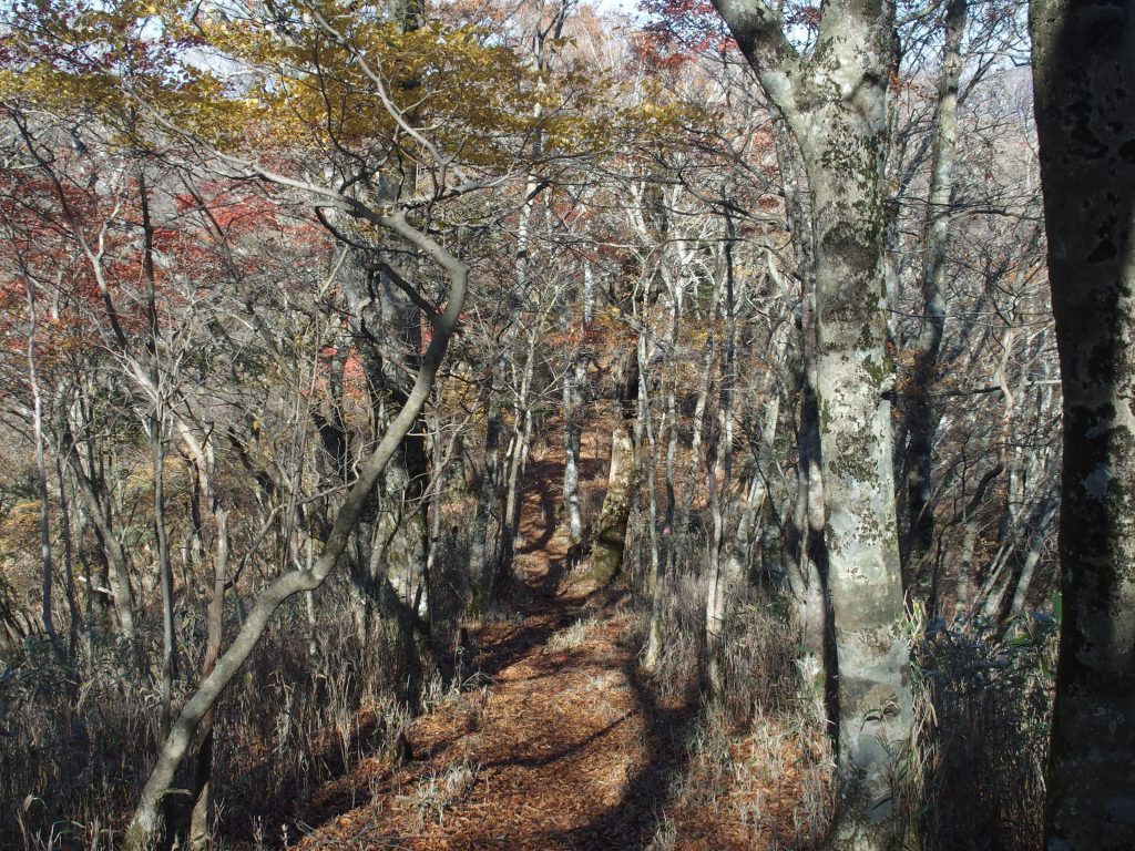 ブナと紅葉の尾根