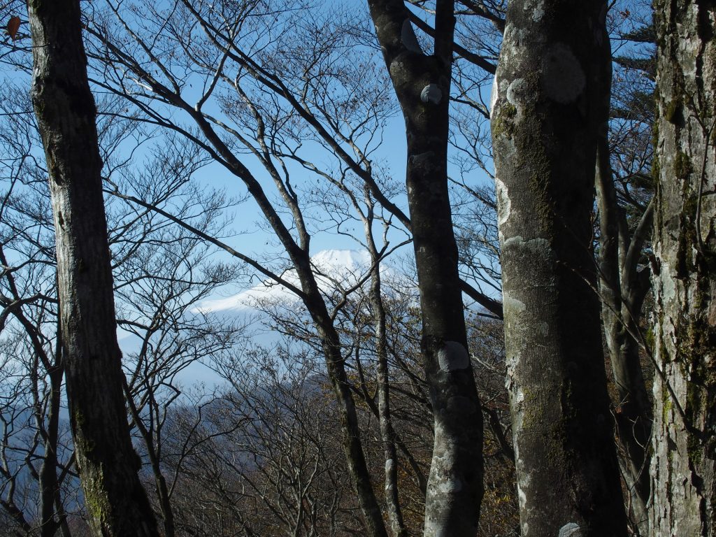 ブナ林と富士山