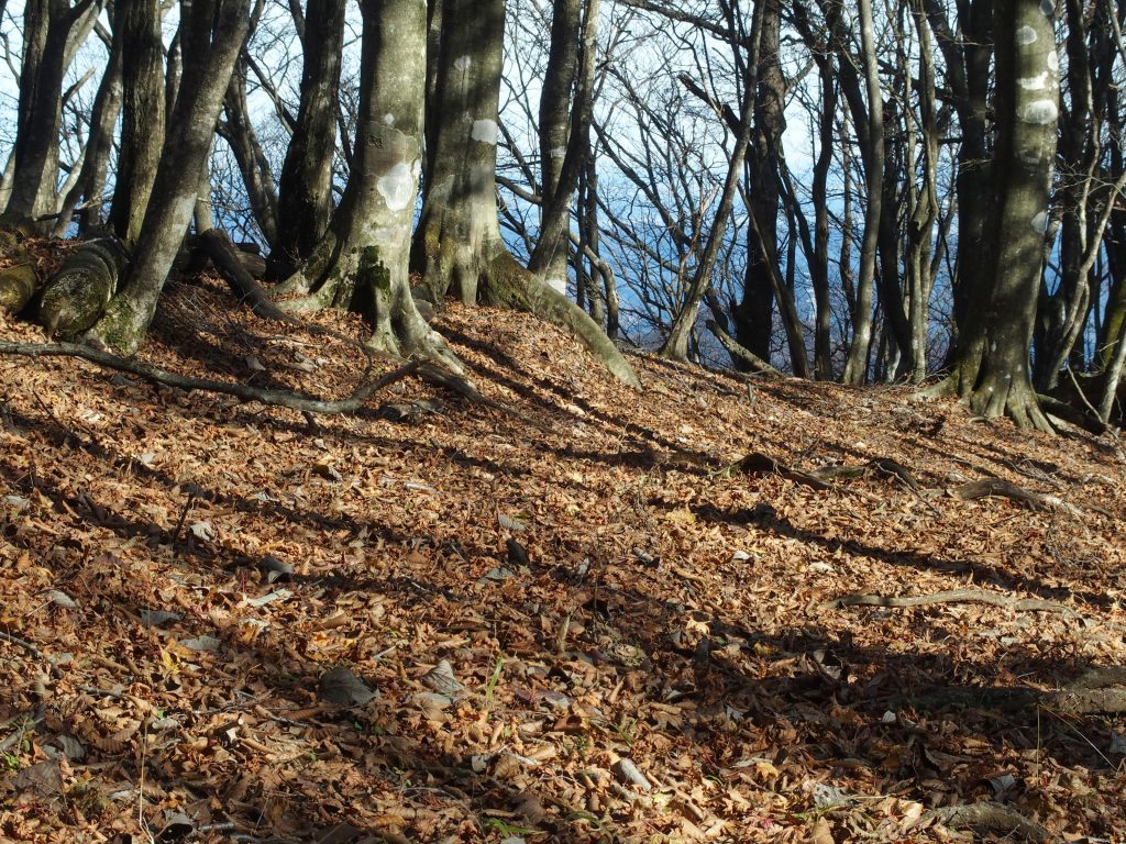 高くなった日差しが落ち葉に差し込む