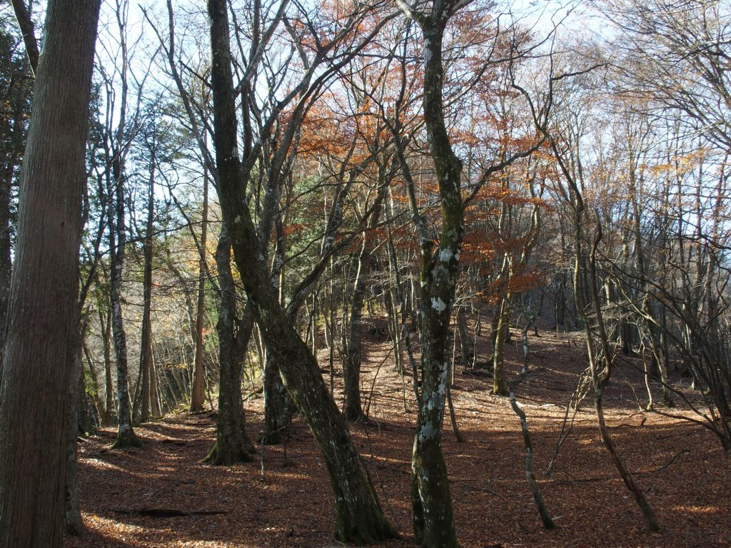 落ち葉のブナ林が長尾大根の魅力