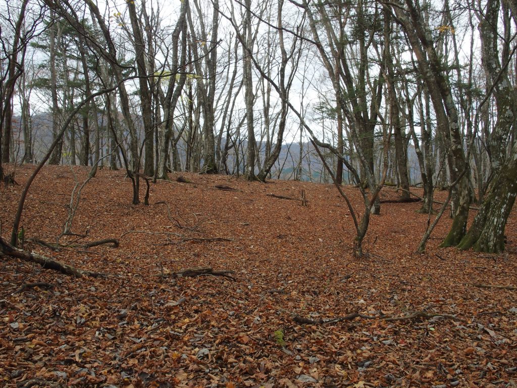 落ち葉が地面いっぱいに