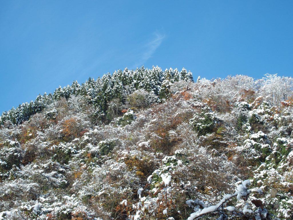 紅葉に雪化粧