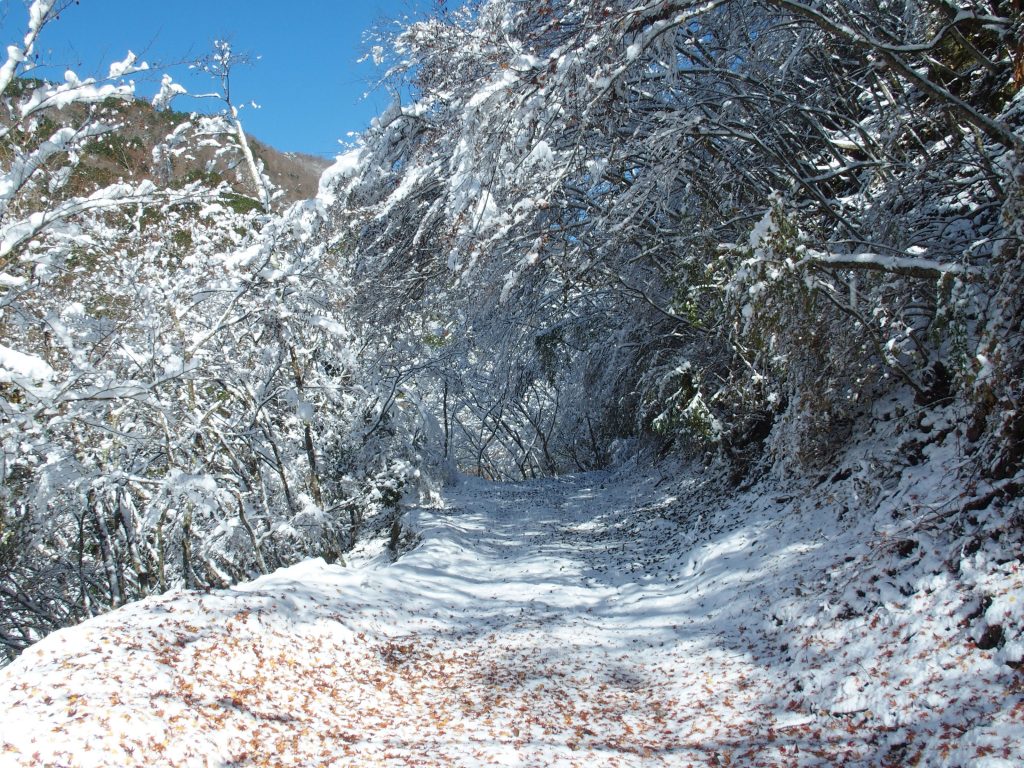 雪と落ち葉の日向