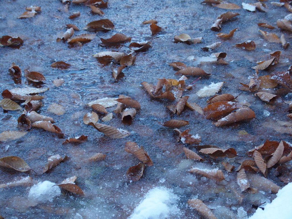 氷漬けになった落ち葉