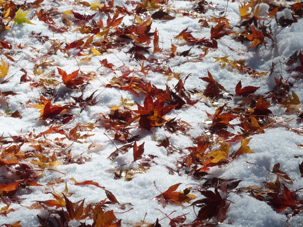 雪の上の紅葉
