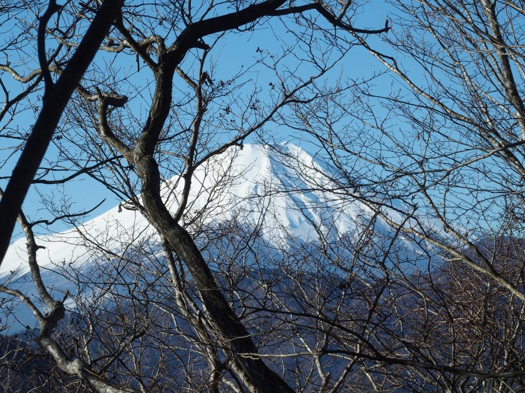 樹林の向こうに富士山が見え始める