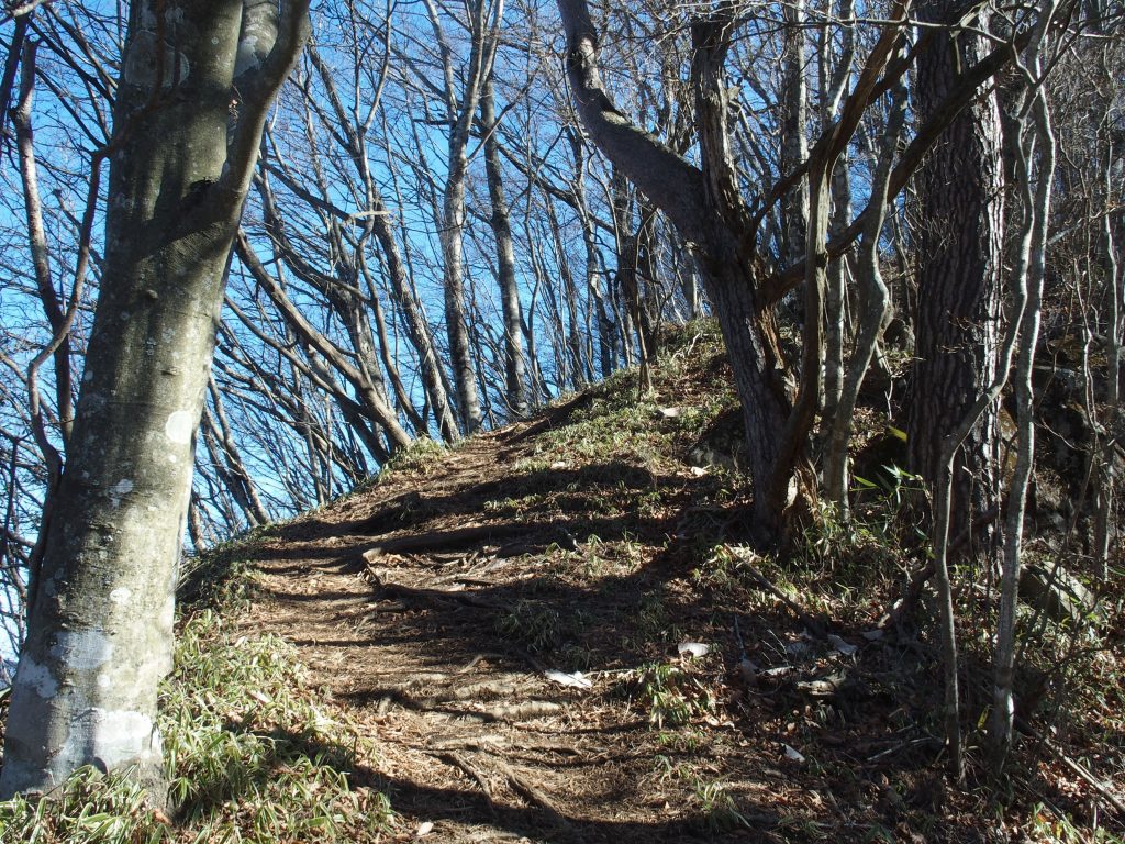 登山道らしい登山道を登る