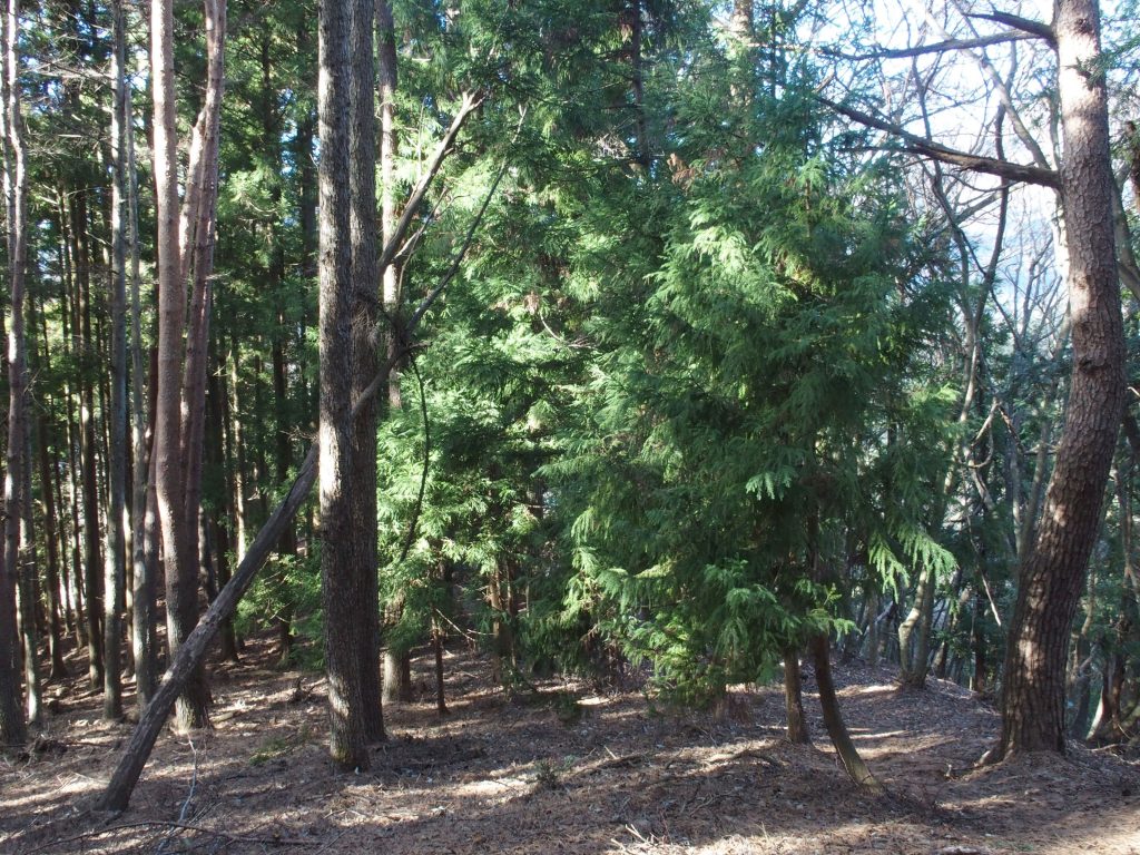 針葉樹の緑が鮮やか