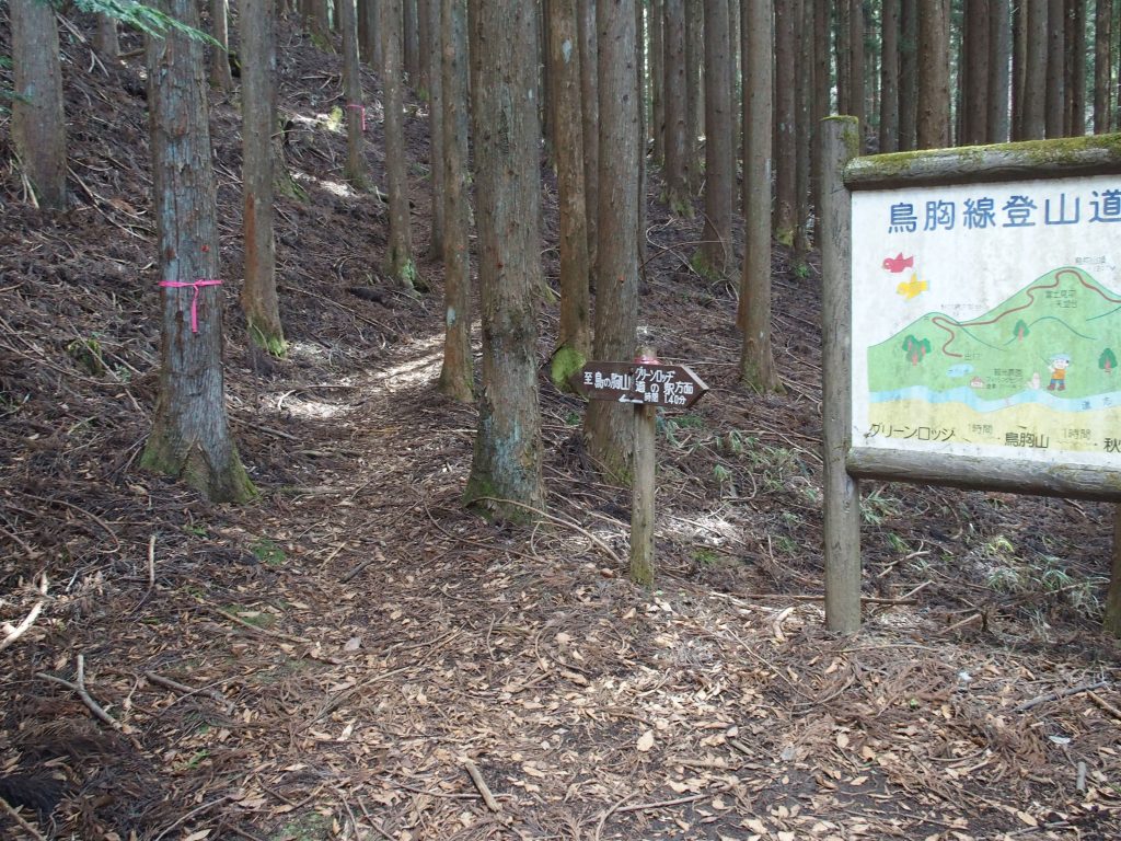 登山道が始まる地点は植林