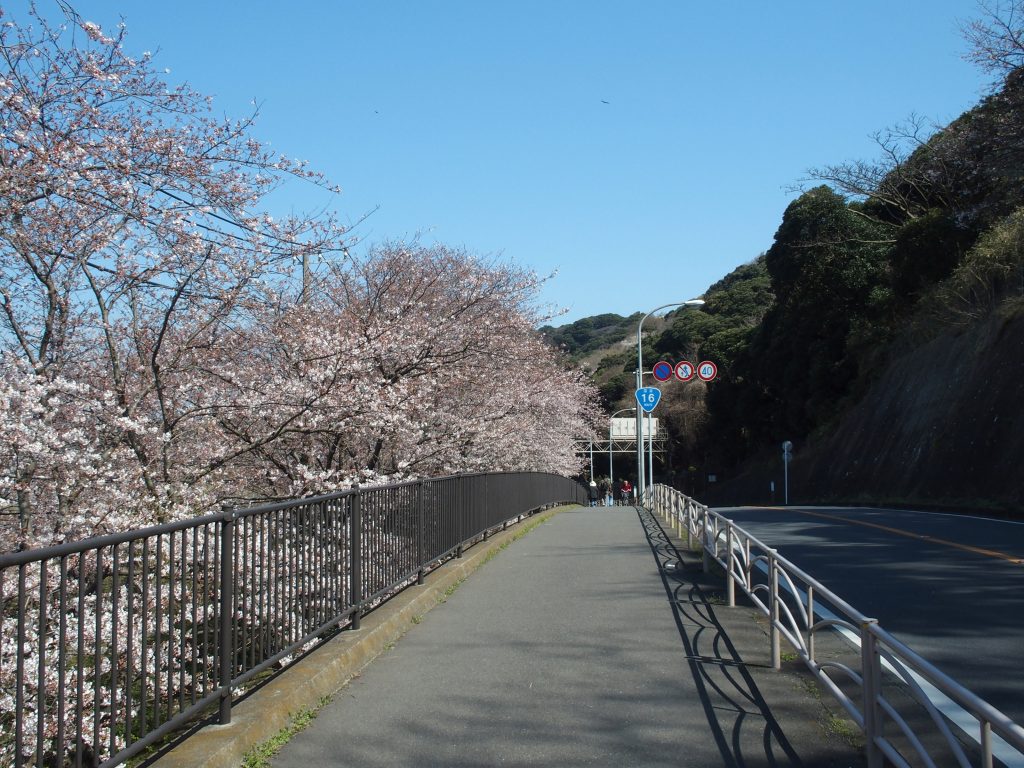 国道16号線を挟んで桜並木が続く