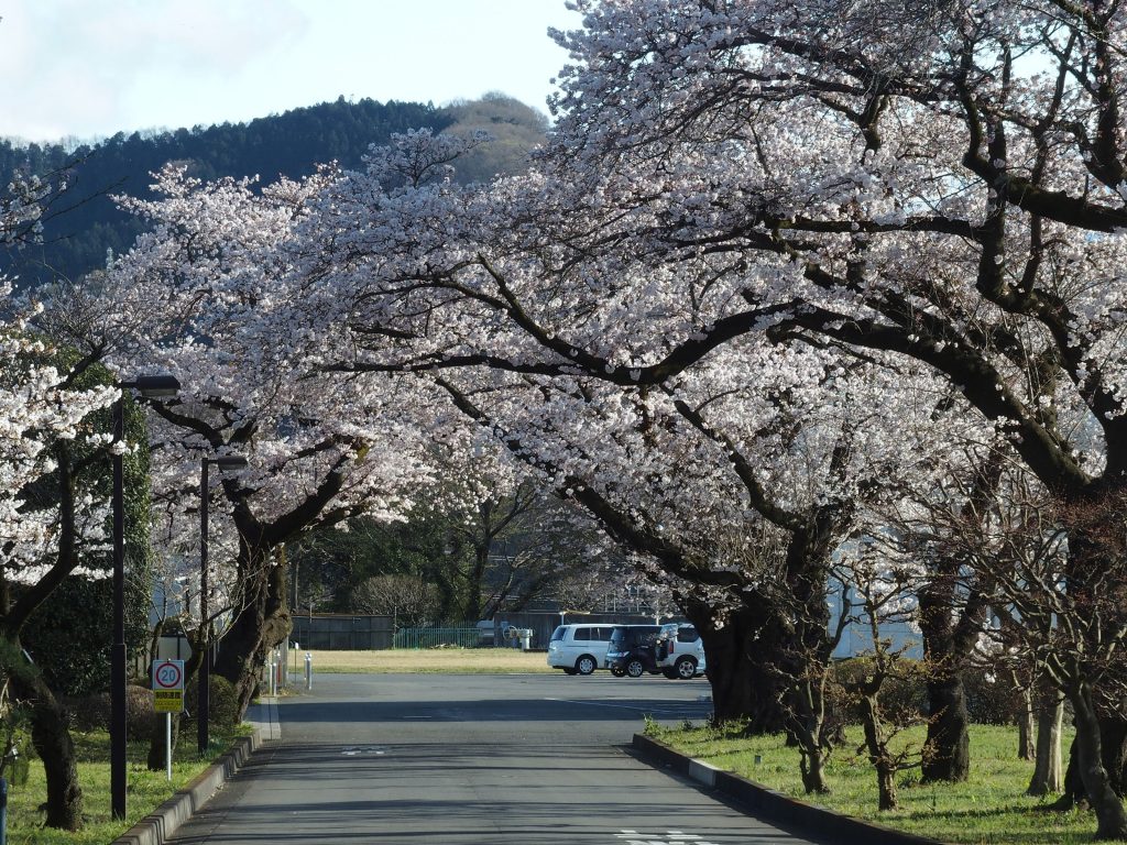 正門から桜並木が続く