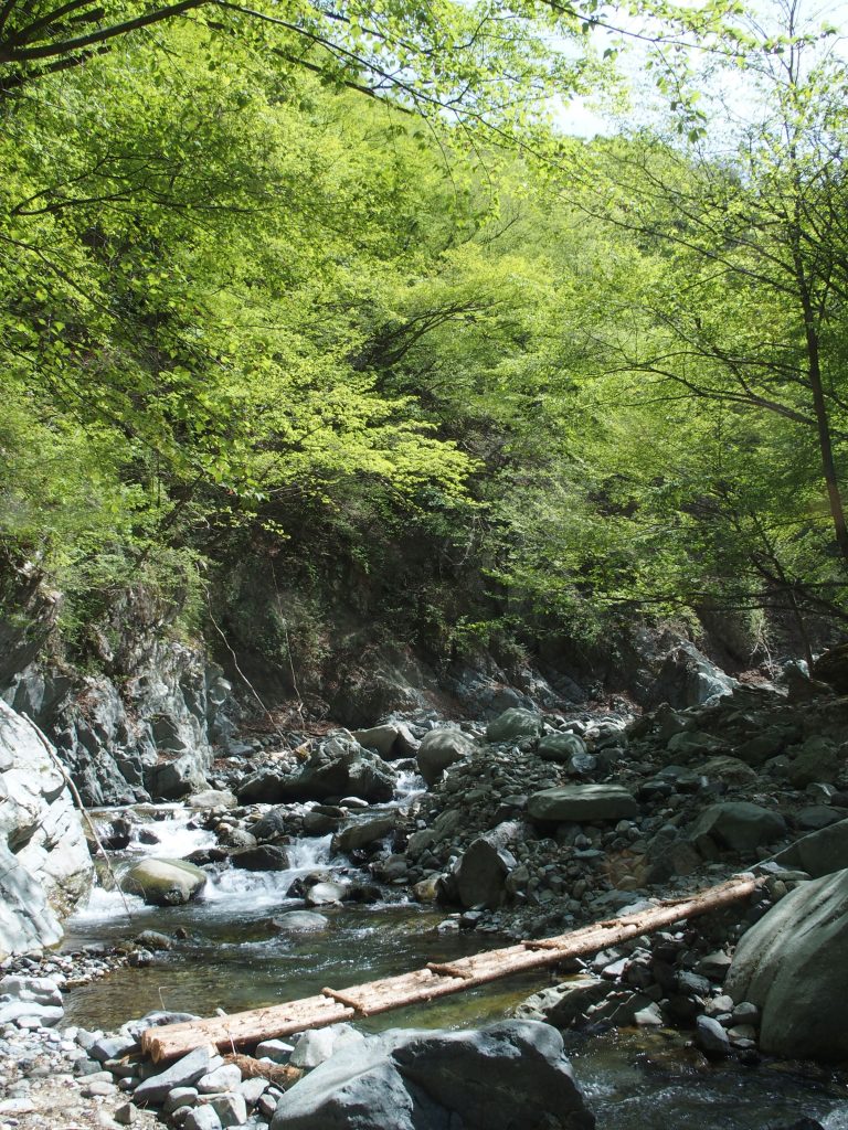 新緑の丸太橋