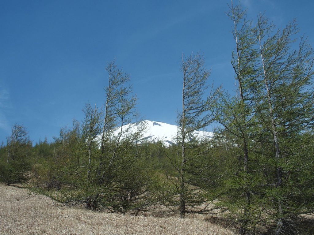 樹林越しに富士山が見える