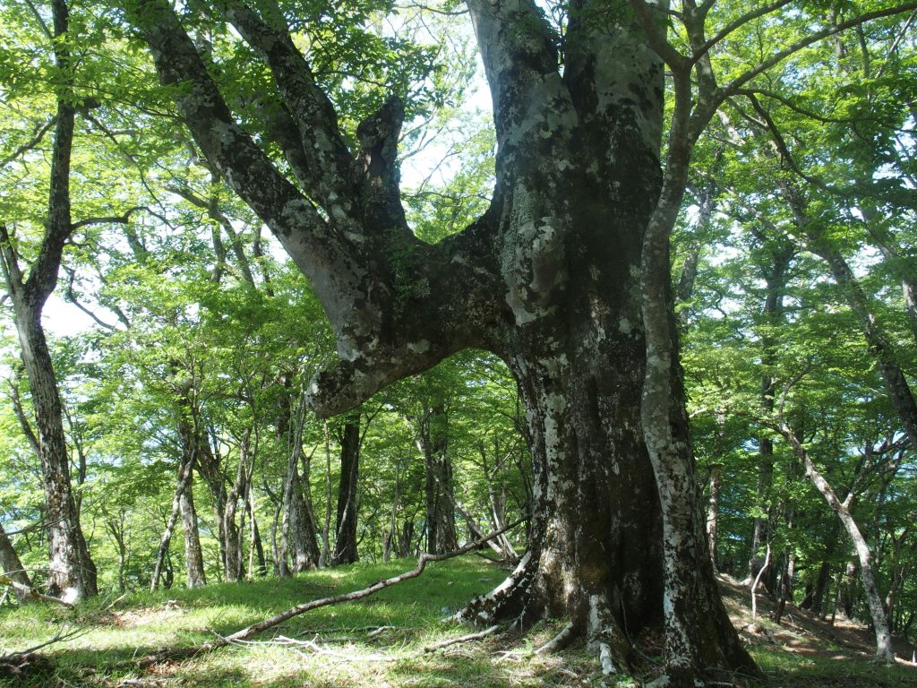 印象深い樹形のブナもある