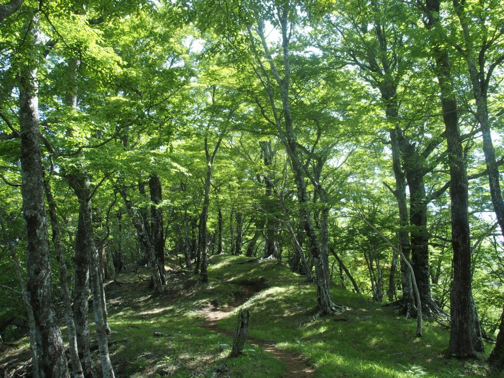 ブナ林の登山道