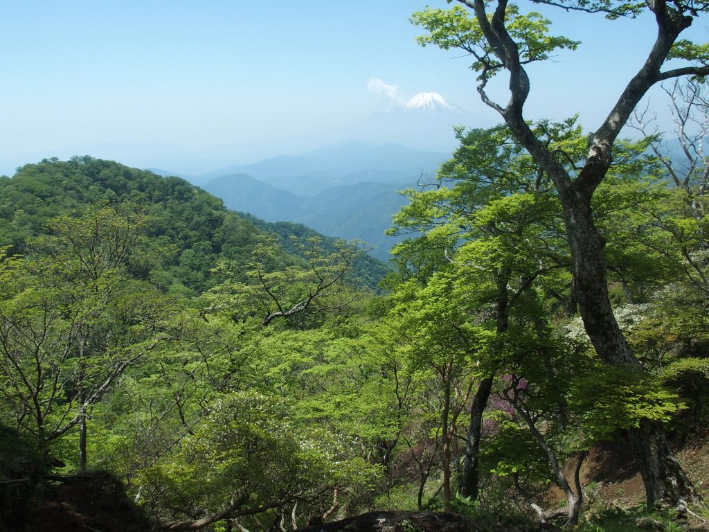 ブナ林の向こうに富士山が見える