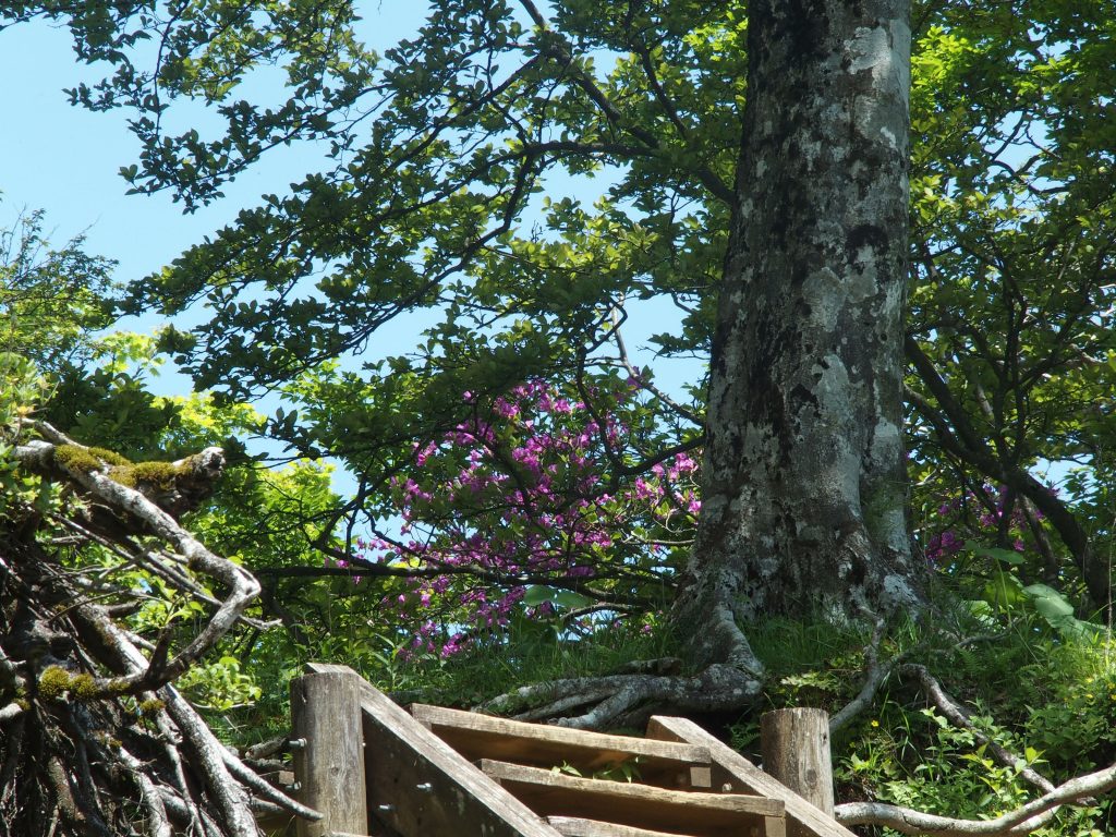 花咲く階段