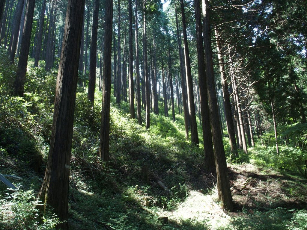 針葉樹林