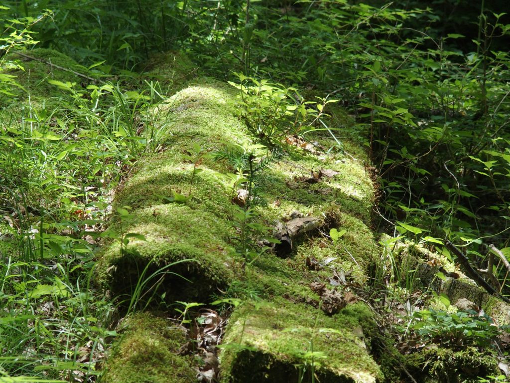 苔生した広葉樹の倒木があったり