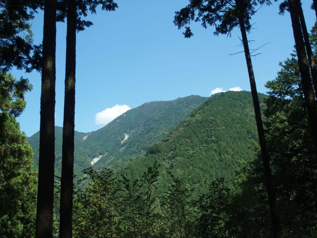 樹林越しに鍋割峠