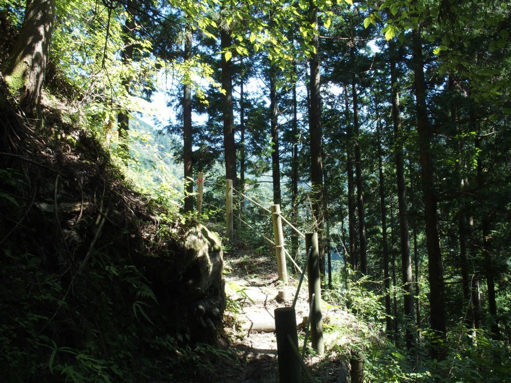 樹林の中を歩く