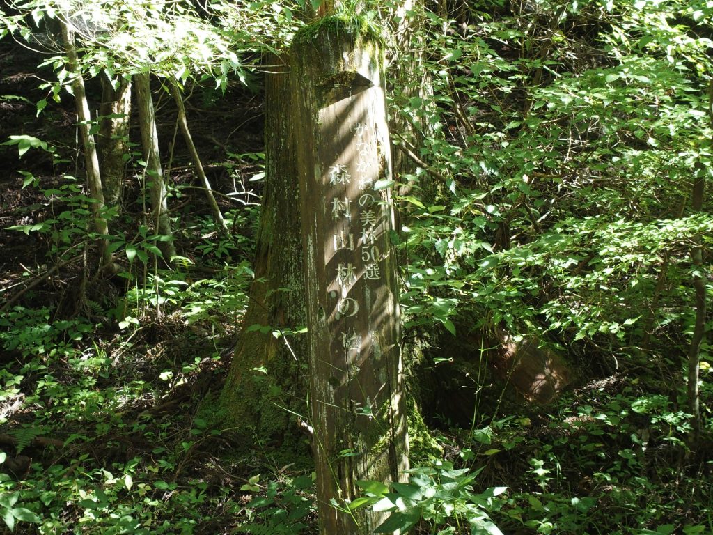 標柱も建つ森村山林のヒノキ林