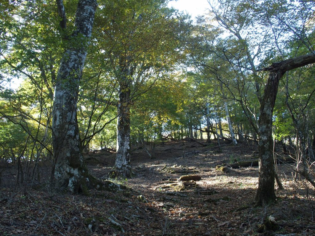 巨木と登山道