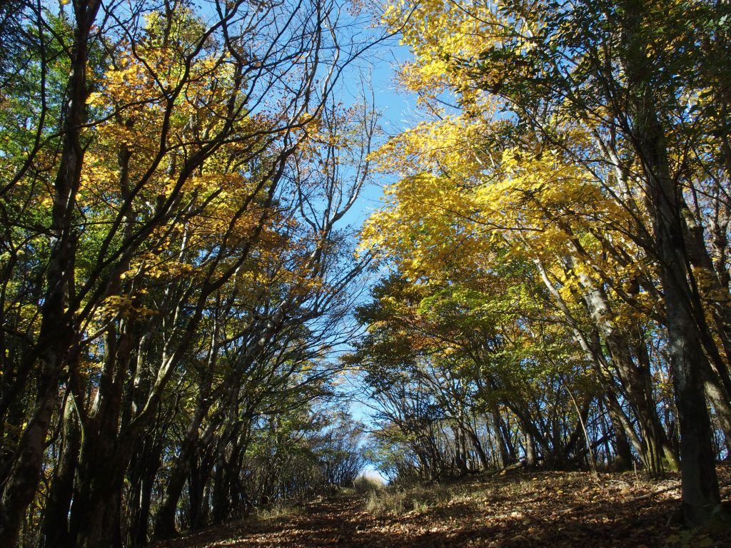 こちらは広葉樹林