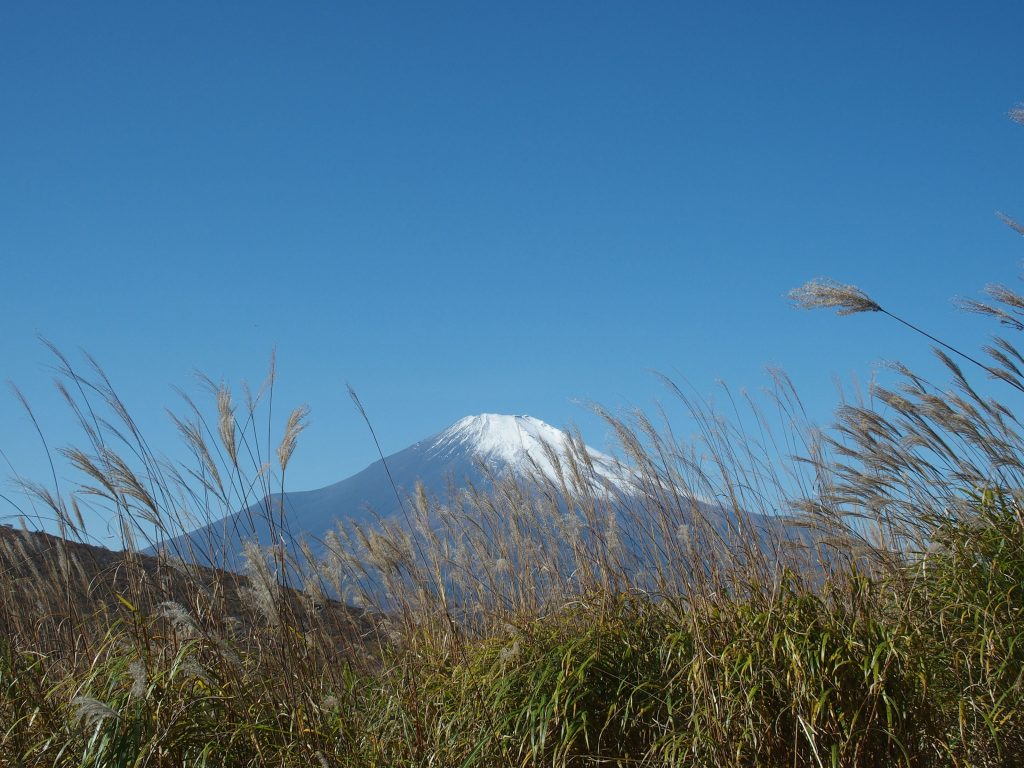 ススキ野原に富士山