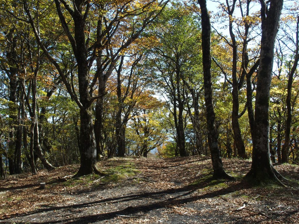 山頂からこの方向へ下る