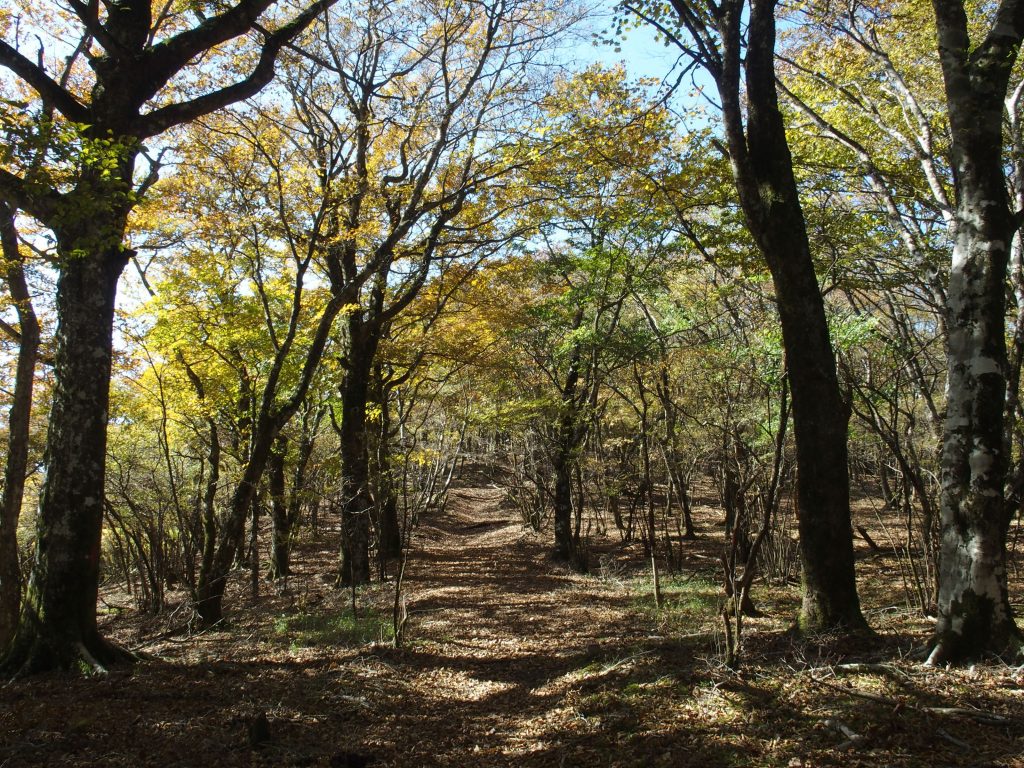 広葉樹の林の中を歩く