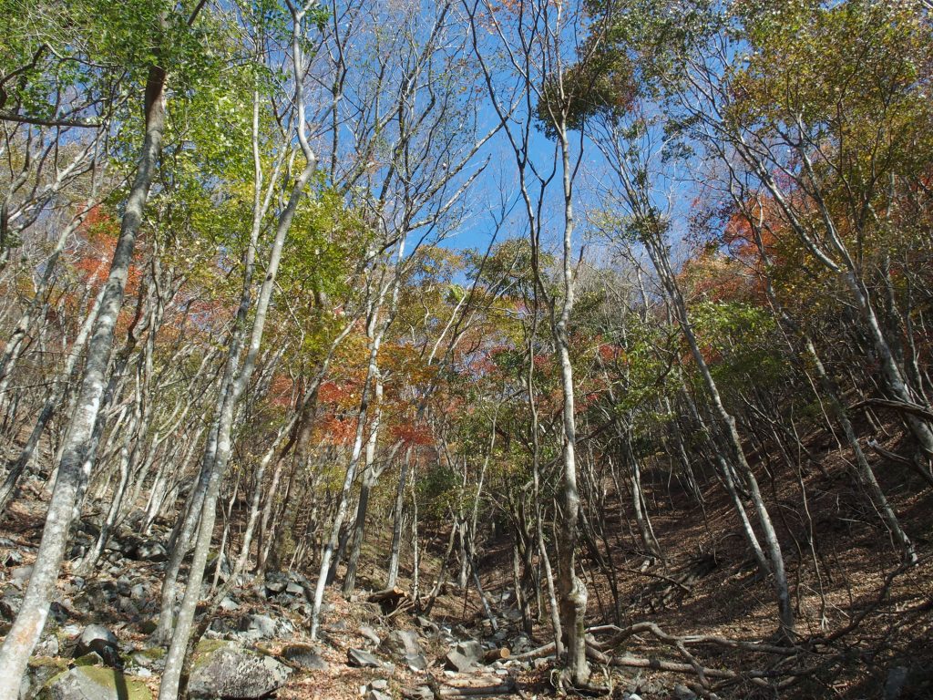 標高に応じて変化する景色