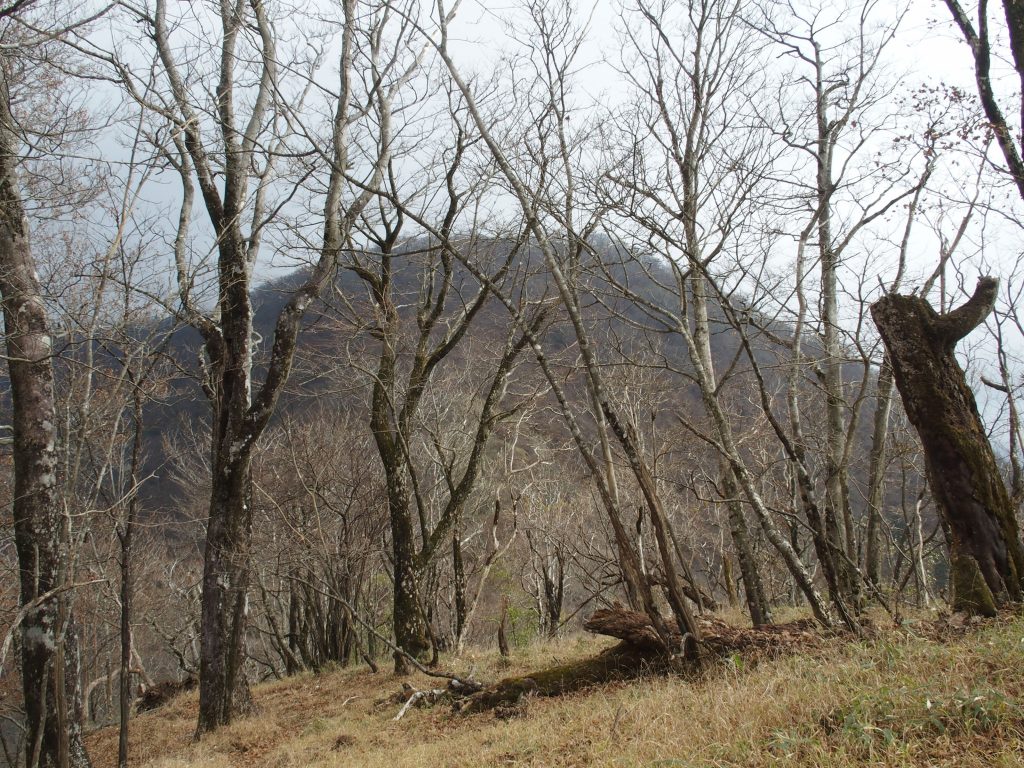 堂々とした山だ