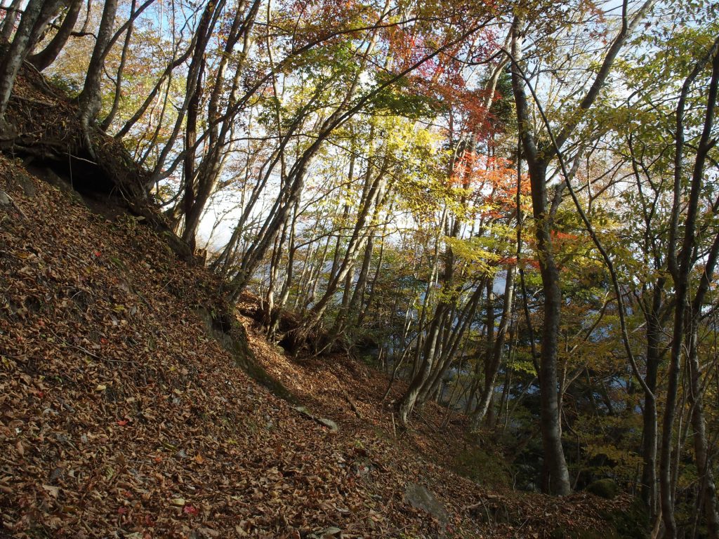 登山道らしい道に