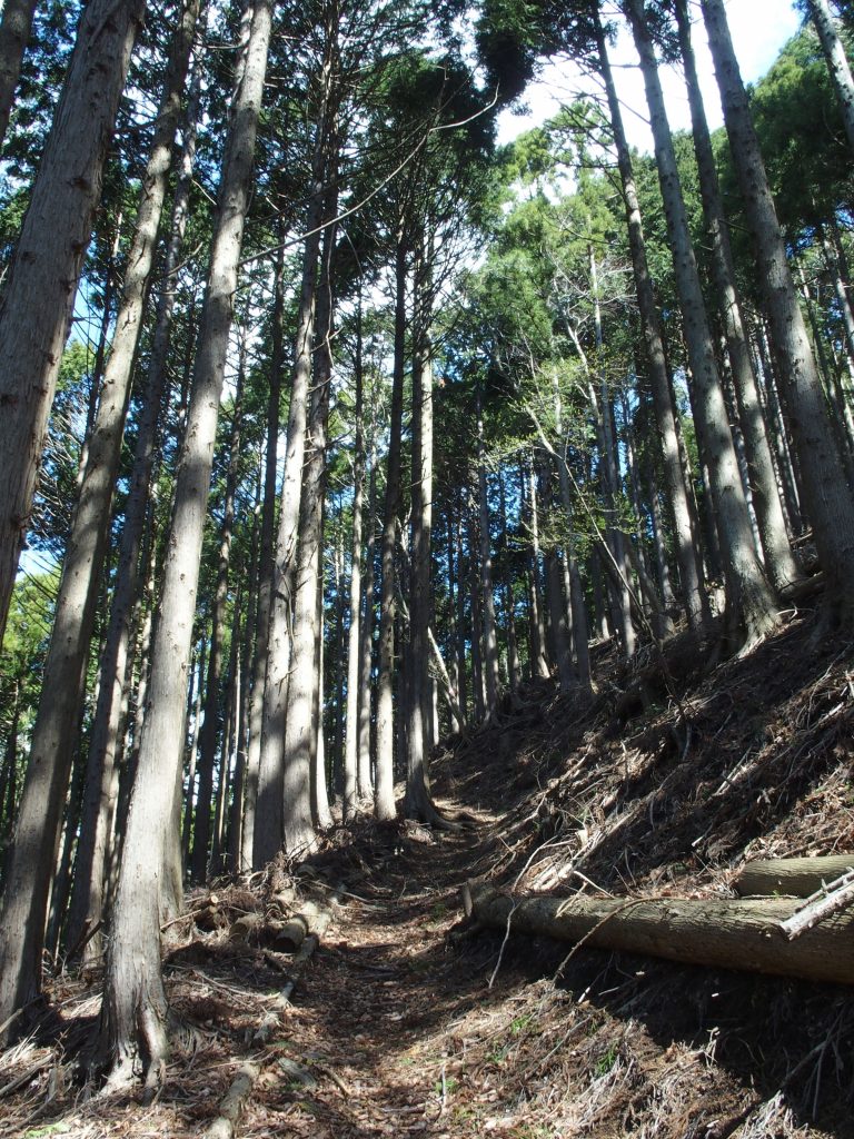 ジグザグの経路