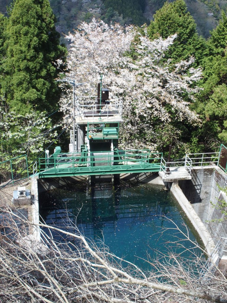 桜と水槽のユーシンブルー