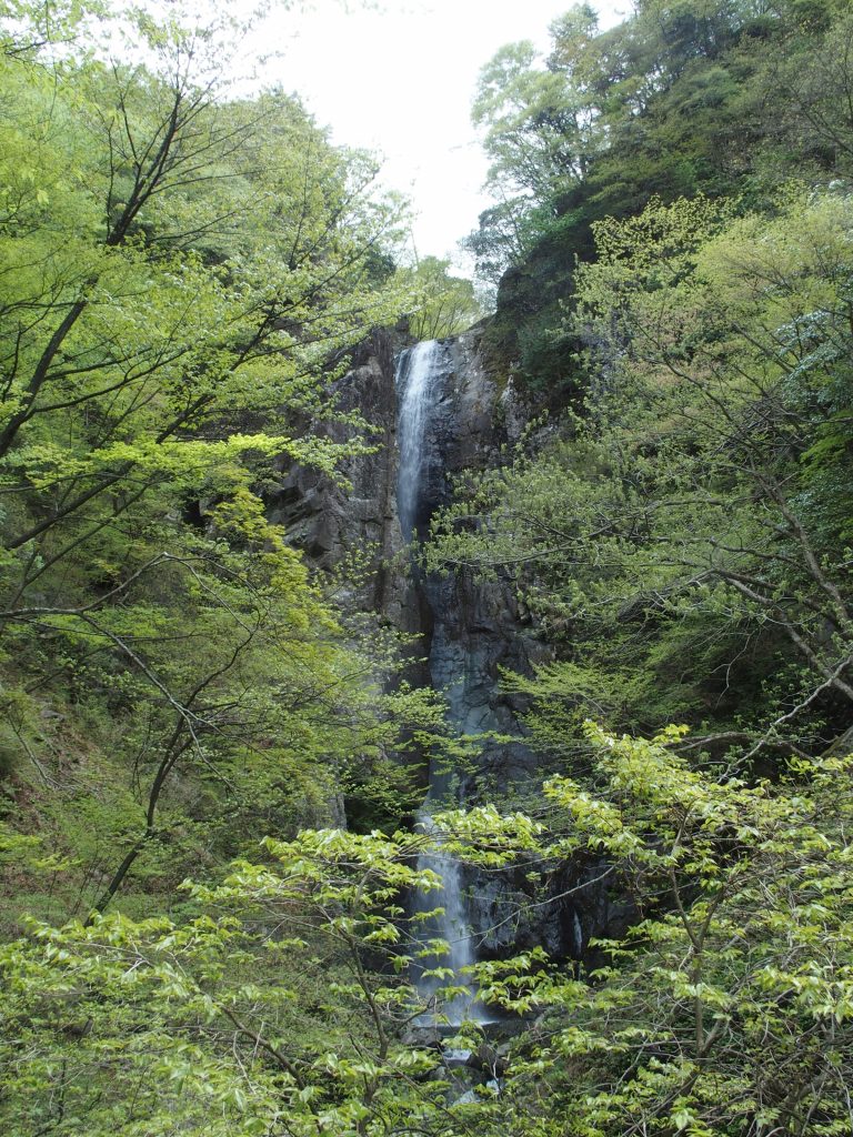 すでに緑は濃い