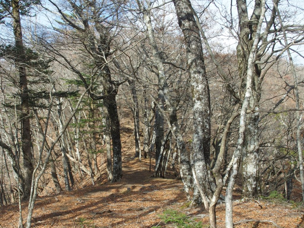 冬、幹が鮮明に