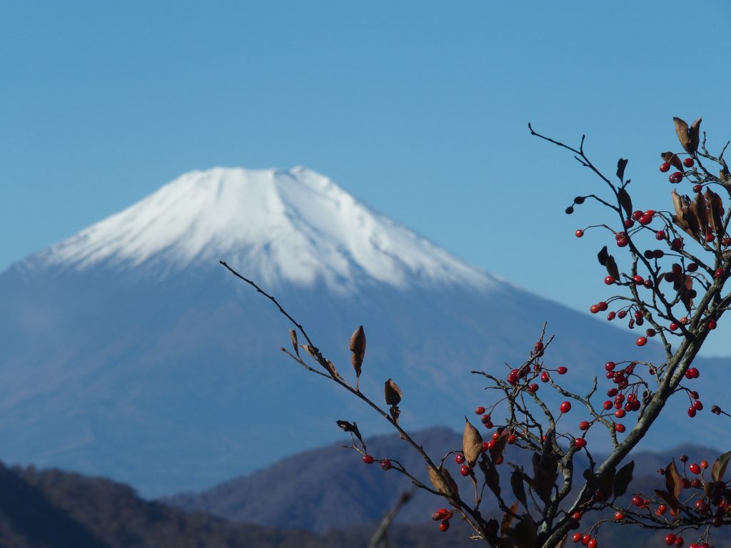 富士山の雪に映える赤い実