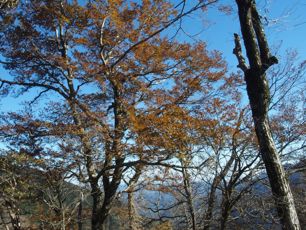 葉っぱの茂りが寂しければ、近くで見ればいい