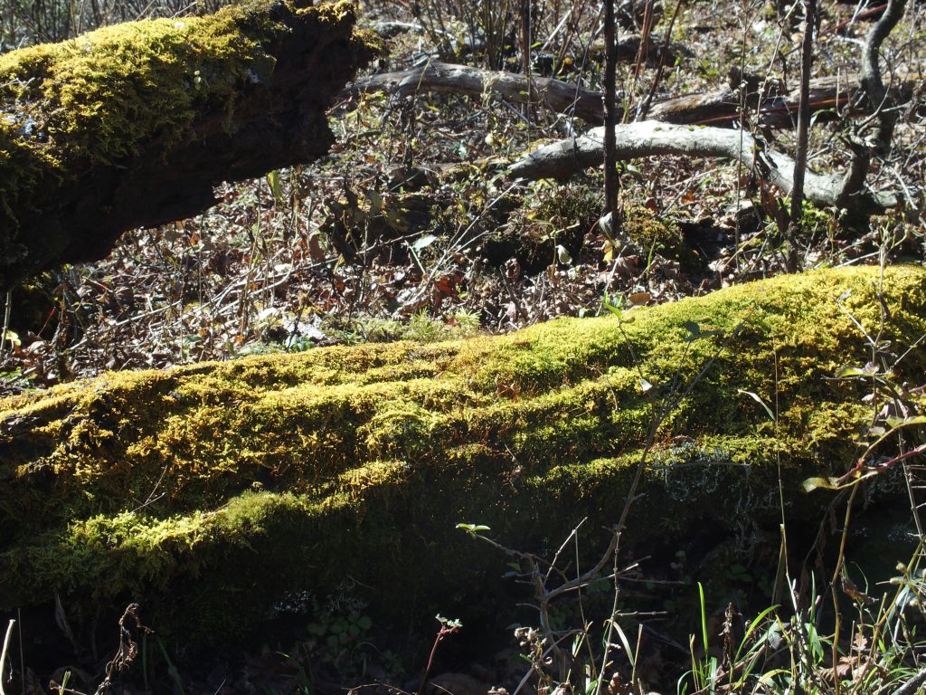 苔むした古い倒木