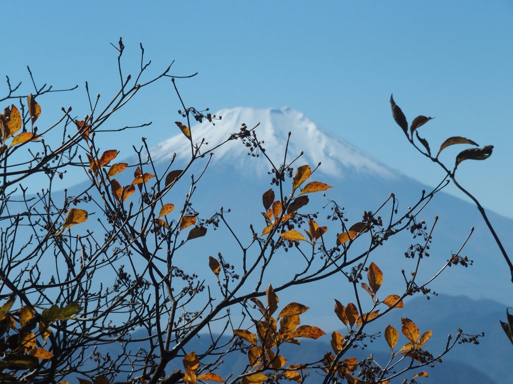 紅葉の向こうに富士山