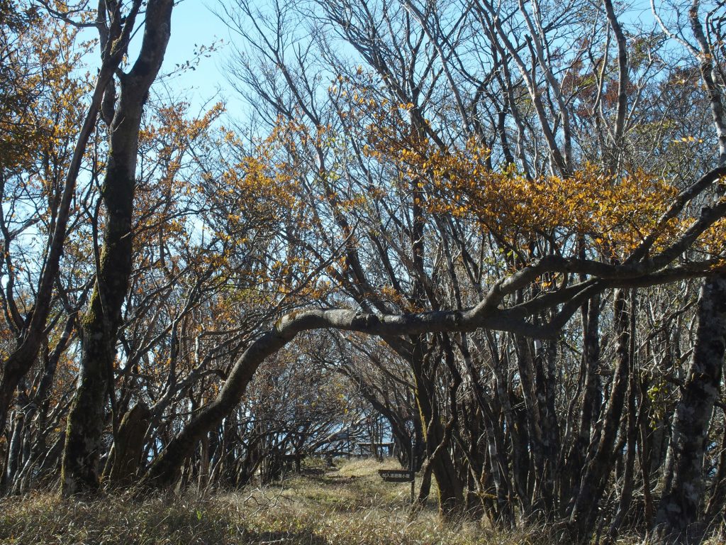 加入道避難小屋へ続くブナ林