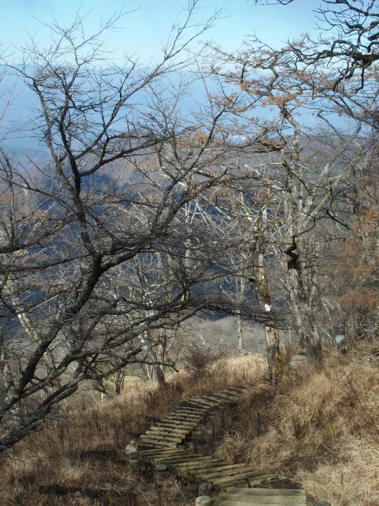 ブナの木々を抜けて階段が続く