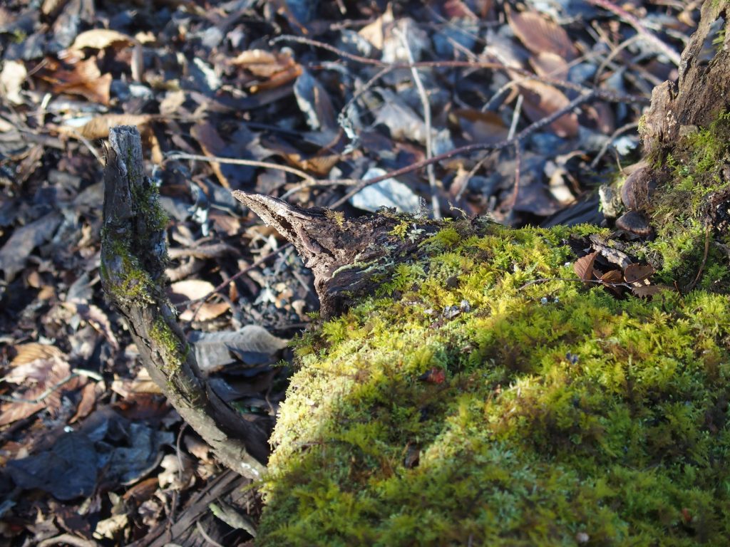 苔むす倒木