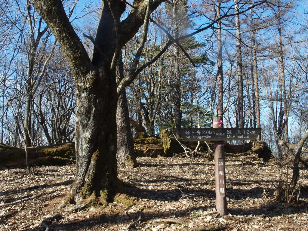 ブナ林の核心部分「地蔵平」道標