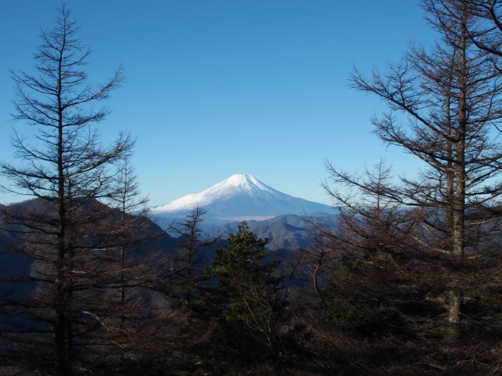 カラマツの向こうに、富士山