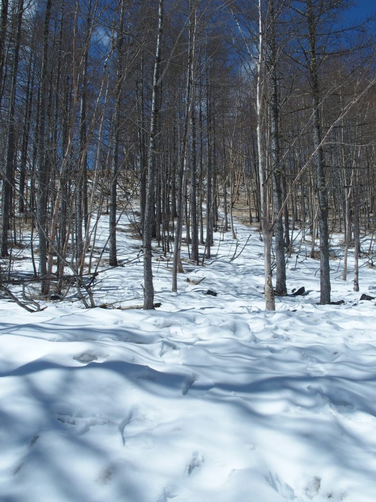 雪景色に日が差して